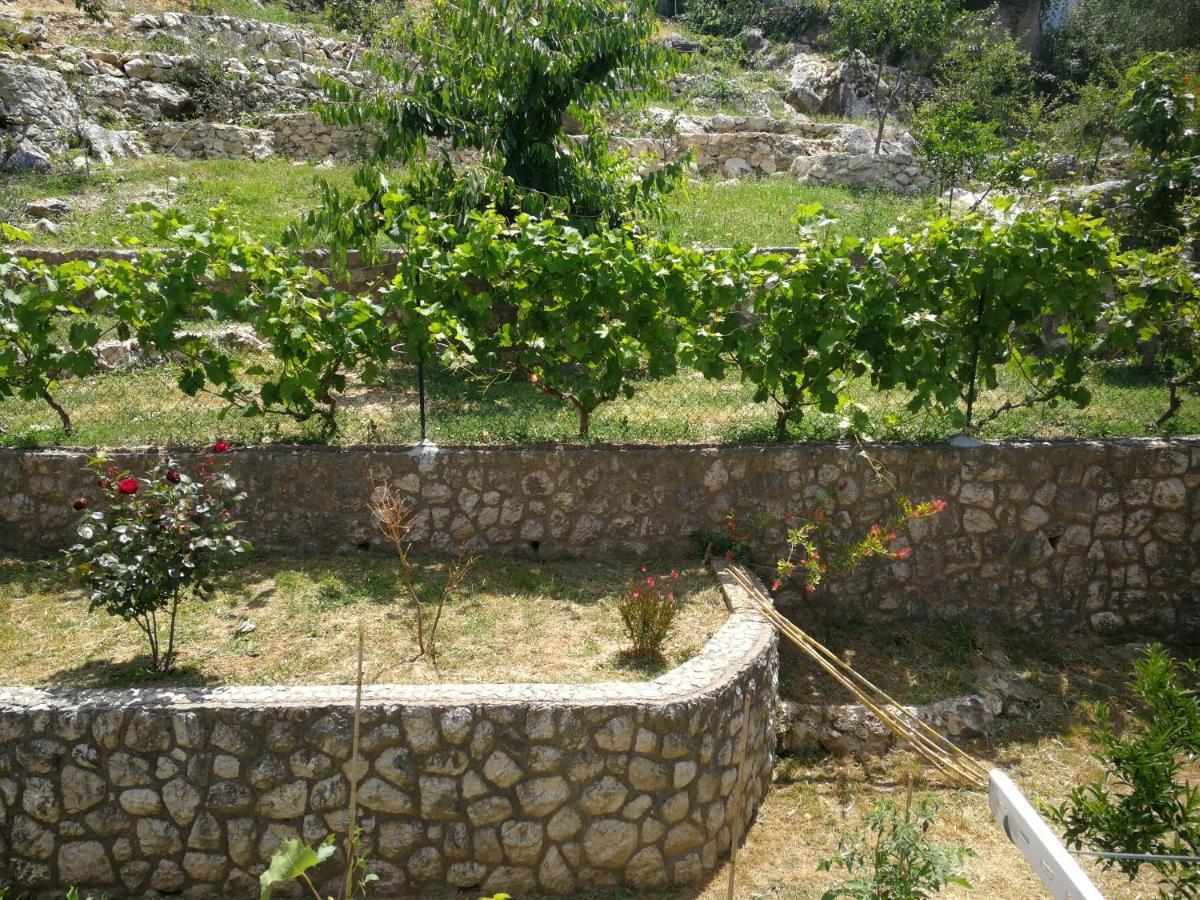 Tim Daire Kotor Dış mekan fotoğraf